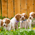 Orange and white French Brittany puppy in a dandelion field
