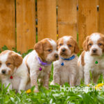 Orange and white French Brittany puppy in a dandelion field