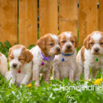 Orange and white French Brittany puppy in a dandelion field