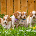 Orange and white French Brittany puppy in a dandelion field