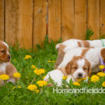 Orange and white French Brittany puppy in a dandelion field