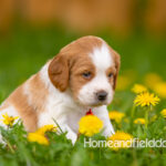 Orange and white French Brittany puppy in a dandelion field