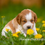 Orange and white French Brittany puppy in a dandelion field