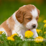 Orange and white French Brittany puppy in a dandelion field