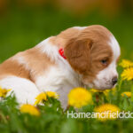 Orange and white French Brittany puppy in a dandelion field