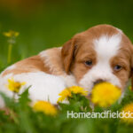 Orange and white French Brittany puppy in a dandelion field