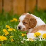 Orange and white French Brittany puppy in a dandelion field