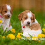 Orange and white French Brittany puppy in a dandelion field