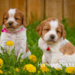 Orange and white French Brittany puppy in a dandelion field