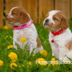 Orange and white French Brittany puppy in a dandelion field