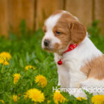 Orange and white French Brittany puppy in a dandelion field