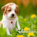 Orange and white French Brittany puppy in a dandelion field