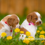 Orange and white French Brittany puppy in a dandelion field