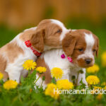Orange and white French Brittany puppy in a dandelion field