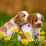 Orange and white French Brittany puppy in a dandelion field