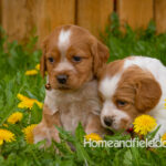 Orange and white French Brittany puppy in a dandelion field