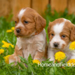 Orange and white French Brittany puppy in a dandelion field