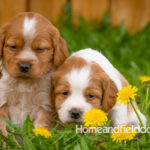 Orange and white French Brittany puppy in a dandelion field