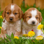Orange and white French Brittany puppy in a dandelion field
