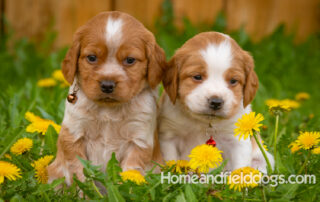 Orange and white French Brittany puppy in a dandelion field
