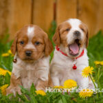 Orange and white French Brittany puppy in a dandelion field