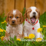 Orange and white French Brittany puppy in a dandelion field