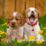 Orange and white French Brittany puppy in a dandelion field