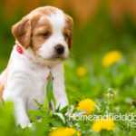 Orange and white French Brittany puppy in a dandelion field