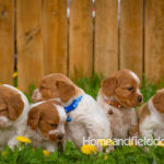 Orange and white French Brittany puppy in a dandelion field