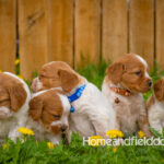 Orange and white French Brittany puppy in a dandelion field