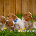 Orange and white French Brittany puppy in a dandelion field