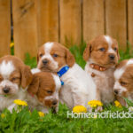 Orange and white French Brittany puppy in a dandelion field