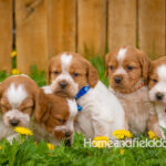Orange and white French Brittany puppy in a dandelion field