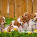 Orange and white French Brittany puppy in a dandelion field