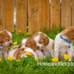 Orange and white French Brittany puppy in a dandelion field
