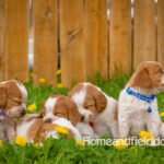 Orange and white French Brittany puppy in a dandelion field