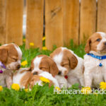 Orange and white French Brittany puppy in a dandelion field