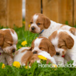 Orange and white French Brittany puppy in a dandelion field