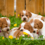 Orange and white French Brittany puppy in a dandelion field