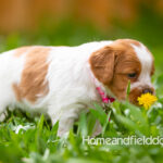 Orange and white French Brittany puppy in a dandelion field