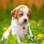 Orange and white French Brittany puppy in a dandelion field