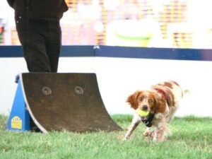 Brittany retrieving a ball in flyball sport