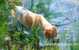 Pictures of French Brittany puppies for sale playing at the lake and catching fish