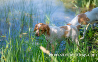 Pictures of French Brittany puppies for sale playing at the lake and catching fish