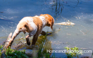 Pictures of French Brittany puppies for sale playing at the lake and catching fish