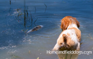 Pictures of French Brittany puppies for sale playing at the lake and catching fish