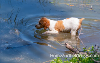 Pictures of French Brittany puppies for sale playing at the lake and catching fish