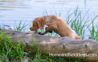 Pictures of French Brittany puppies for sale playing at the lake and catching fish