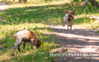 Pictures of French Brittany puppies for sale playing at the lake and catching fish