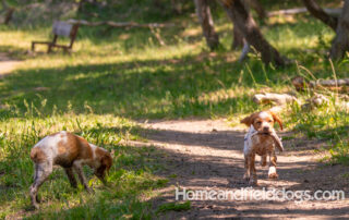 Pictures of French Brittany puppies for sale playing at the lake and catching fish